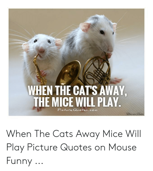 best of Cats mice will away while