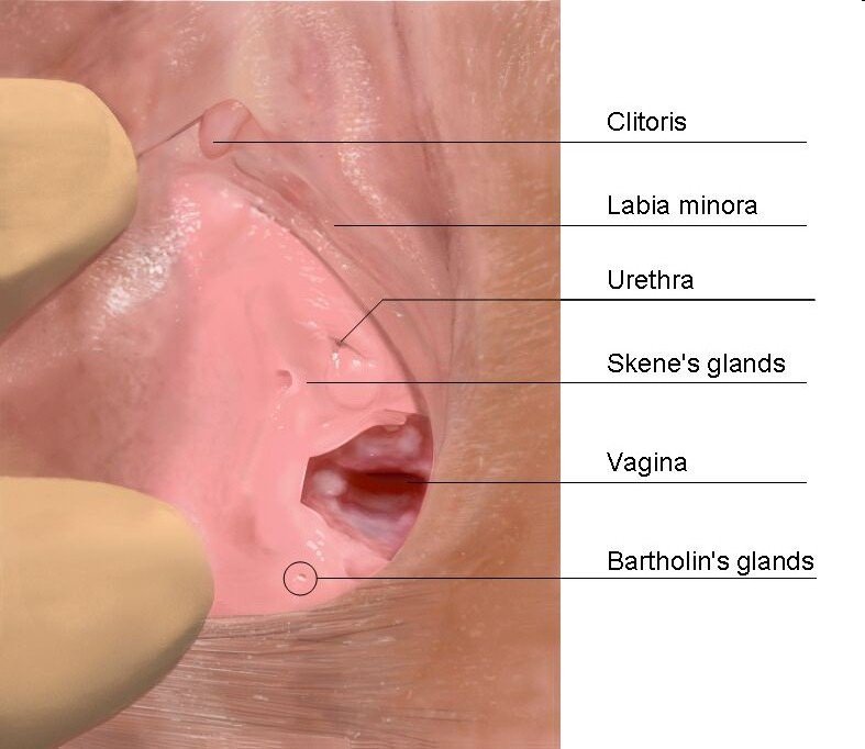 Commander recommend best of research double vagina