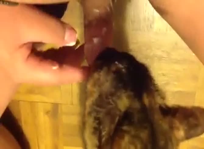 Cheese reccomend cat licks dick