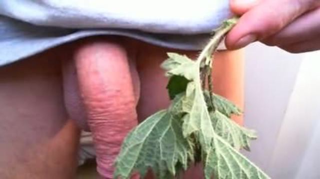 Wasp reccomend cock stinging nettles