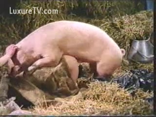 Dirty piglet farm
