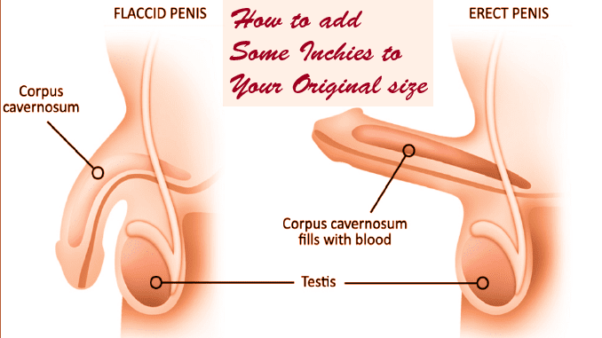 Opaline reccomend home remedy increase dick size