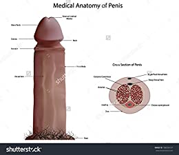 Howto increase penis size