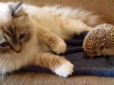 Gully recomended fake hedgehog around think youre